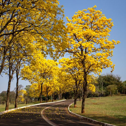 Primavera inicia com previsão de temperaturas altas e regularidade no regime de chuvas em Mato Grosso do Sul